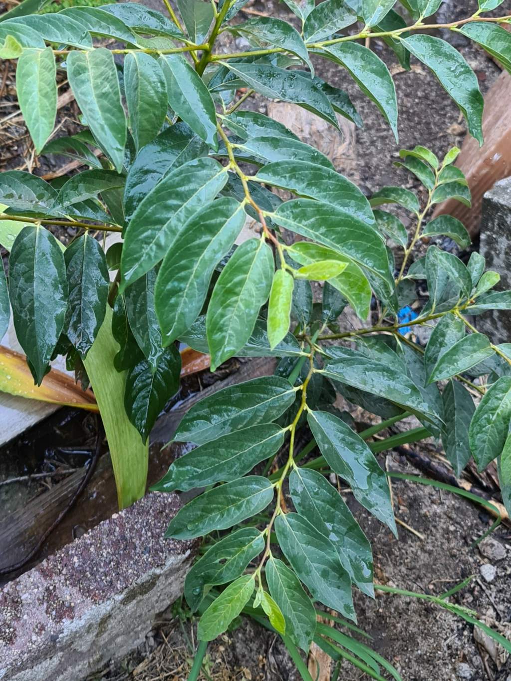 Pianta con foglie alterne da determinare